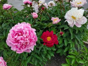 A variety of peony blooms grow vibrantly on Pioneer Avenue on Thursday, July 25, 2024, in Homer, Alaska. (Delcenia Cosman/Homer News)
