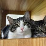 Biscuit and Beignet, 11-month-old sisters. Photo courtesy of Homer Animal Shelter