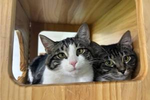 Biscuit and Beignet, 11-month-old sisters. Photo courtesy of Homer Animal Shelter