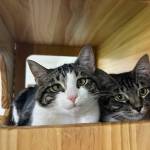 Biscuit and Beignet, 11-month-old sisters. Photo courtesy of Homer Animal Shelter