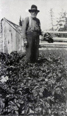Steve Melchior stands in his garden, holding produce, along the middle Kenai River, circa 1920s. (Photo from the May 1950 issue of the Alaska Sportsman Magazine.)