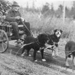 This is the most famous photograph of Steve Melchior, as a copy of it resides in the Anchorage Museum of History and Art. The Melchior family owns a very similar photograph, with a note in pencil from Steve Melchior on the back. The note, written for family members back in Germany in the late 1920s when Melchior was suffering from rheumatism, says, That is the only way I can get out because my legs wont walk anymore. I dont like driving a car, and the dogs take me wherever I want to go. The one in the front is called Bill (in German, Wilhelm), and the one on the left is called Waldman. The black one on the right is called Nick or Nikolaus. Three good, loyal workers, my bodyguard.