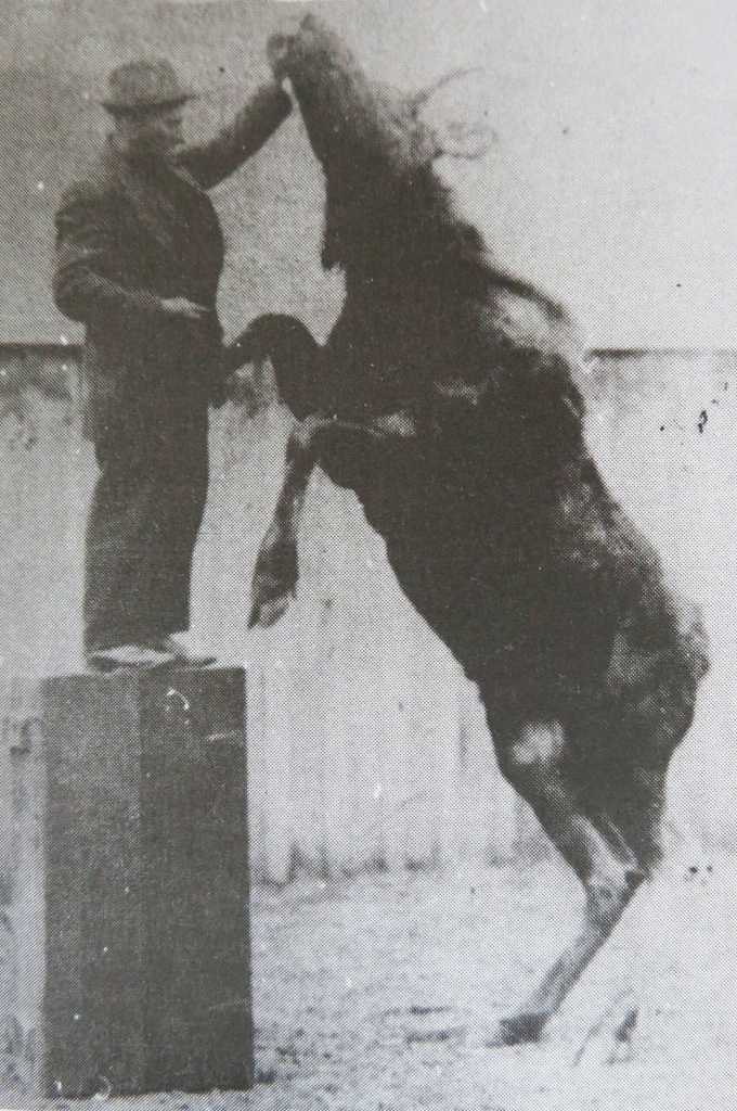 When this photo appeared in Mary J. Barrys trilogy on the history of Seward, the caption beneath it identified Steve Melchior and his pet moose Elsie. The photographer was identified as Jean Bogan.
