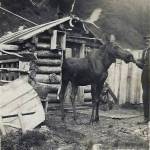 Steve Melchior feeds Elsie in front of his Seward home in Home Brew Alley, circa mid-1920s. On the back of the photo, which he sent to family in Germany, he wrote: This is taken in my yard. The only moose I have left…. This is a cow. She is very tame and good-natured. (Photo courtesy of the Melchior Family Collection)