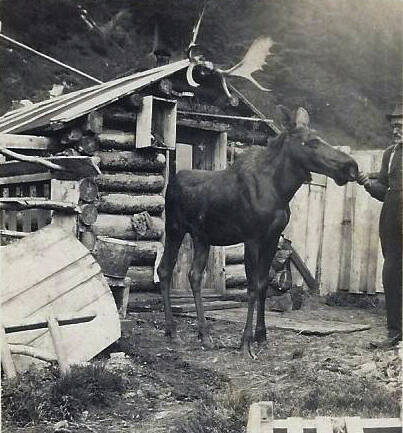 Steve Melchior feeds Elsie in front of his Seward home in Home Brew Alley, circa mid-1920s. On the back of the photo, which he sent to family in Germany, he wrote: This is taken in my yard. The only moose I have left…. This is a cow. She is very tame and good-natured. (Photo courtesy of the Melchior Family Collection)