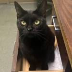 Nyx, 1.5-year-old female. Photo courtesy of Homer Animal Shelter