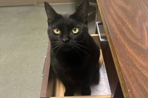 Nyx, 1.5-year-old female. Photo courtesy of Homer Animal Shelter