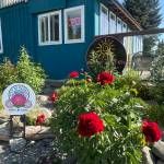 Peonies bloom on Friday, July 4, 2024, in the garden beside Cosmic Kitchen on Pioneer Avenue in Homer, Alaska. Photo by Christina Whiting