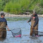 Volunteers scoop up ducks at the finish line during the annual Anchor River Duck Races on Saturday, July 5, 2025, in Anchor Point, Alaska. (Delcenia Cosman/Homer News)