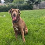 Fiona, 2-year-old female. Photo courtesy of Homer Animal Shelter