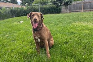 Fiona, 2-year-old female. Photo courtesy of Homer Animal Shelter