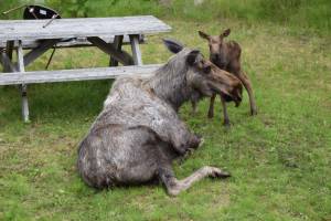 Keeper, a new moose calf who was born at the beginning of July, poses for the camera on Thursday, July 3, 2025, at the Cook Inletkeeper office in Homer, Alaska. (Delcenia Cosman/Homer News)