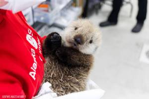 A male sea otter pup, estimated at 2 weeks old, was rescued near Homer and admitted to the Alaska SeaLife Center rehabilitation program on June 23, 2025, in Seward, Alaska. Photo courtesy of the Alaska SeaLife Center