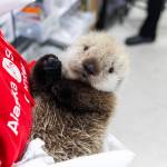 A male sea otter pup, estimated at 2 weeks old, was rescued near Homer and admitted to the Alaska SeaLife Center rehabilitation program on June 23, 2025, in Seward, Alaska. Photo courtesy of the Alaska SeaLife Center