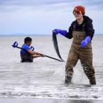 A sockeye salmon is carried from the waters of Cook Inlet on North Kenai Beach in Kenai, Alaska, during the first day of the Kenai River personal use dipnet fishery on Thursday, July 10, 2025. (Jake Dye/Peninsula Clarion)