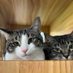 Biscuit and Beignet, 1-year-old sisters. Photo courtesy of Homer Animal Shelter