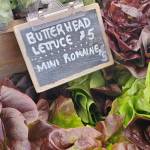 Fresh-picked lettuces are for sale at the final Homer Farmers Market of the year on Saturday, Sept. 28, 2024, in Homer, Alaska. (Delcenia Cosman/Homer News)