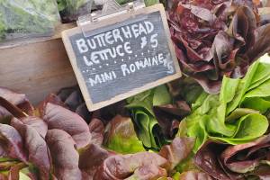 Fresh-picked lettuces are for sale at the final Homer Farmers Market of the year on Saturday, Sept. 28, 2024, in Homer, Alaska. (Delcenia Cosman/Homer News)