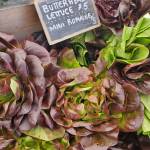 Fresh-picked lettuces for sale at the Homer Farmers Market on Saturday, Sept. 28, 2024, in Homer, Alaska. (Delcenia Cosman/Homer News)