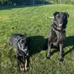 Lola, 6-year-old female, and Maui, 10-year-old male (bonded pair). Photo courtesy of Homer Animal Shelter