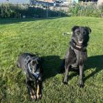 Lola, 6-year-old female, and Maui, 10-year-old male (bonded pair). Photo courtesy of Homer Animal Shelter