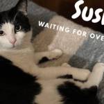 Sushi, a cat looking for a home for more than two years, is seen in this screenshot from the rescues Facebook page shows. (Photo courtesy of Clear Creek Cat Rescue)