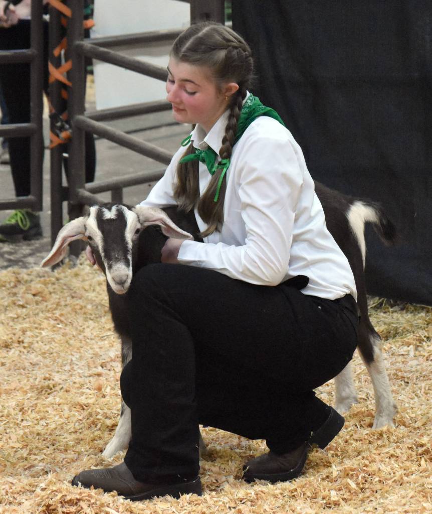 Katee Knowlton displays the Grand Champion Market Goat at the Junior Market Livestock Auction at the Kenai Peninsula District 4-H Agriculture Expo on Saturday, July 27, 2025, at the Soldotna Regional Sports Complex in Soldotna, Alaska. (Photo by Jeff Helminiak/Peninsula Clarion)