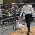 Xiling Tanner displays his Community Service Turkey at the Junior Market Livestock Auction at the Kenai Peninsula District 4-H Agriculture Expo on Saturday, July 27, 2025, at the Soldotna Regional Sports Complex in Soldotna, Alaska. (Photo by Jeff Helminiak/Peninsula Clarion)