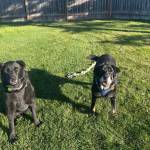 Lola, 6-year-old female, and Maui, 10-year-old male (bonded pair). Photo courtesy of Homer Animal Shelter