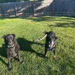 Lola, 6-year-old female, and Maui, 10-year-old male (bonded pair). Photo courtesy of Homer Animal Shelter