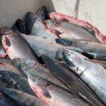 Sockeye salmon are piled in a crate on a beach in Kalifornsky, Alaska, on Wednesday, Aug. 6, 2025. (Jake Dye/Peninsula Clarion)