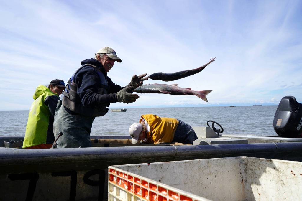 Gary Hollier and other east side setnetters offload sockeye salmon on a beach in Kalifornsky, Alaska, on Wednesday, Aug. 6, 2025. (Jake Dye/Peninsula Clarion)