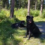 Lola, 6-year-old female, and Maui, 10-year-old male (bonded pair). Photo courtesy of Homer Animal Shelter