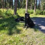 Lola, 6-year-old female, and Maui, 10-year-old male (bonded pair). Photo courtesy of Homer Animal Shelter