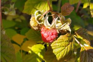 A raspberry ripens in a garden in Homer, Alaska, on Thursday, Aug. 7, 2025. (Delcenia Cosman/Homer News)