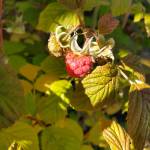 A raspberry ripens in a garden in Homer, Alaska, on Thursday, Aug. 7, 2025. (Delcenia Cosman/Homer News)