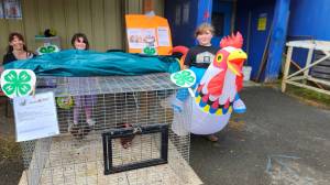 Kenai Peninsula District 4-H chickens are on display at the Kenai Peninsula Fair, Aug. 8-10, 2025, in Ninilchik, Alaska. (Photo courtesy of Jack Money)