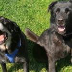 Maui (10-year-old male) & Lola (6-year-old female). Photo courtesy of Homer Animal Shelter