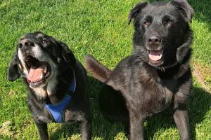 Maui (10-year-old male) & Lola (6-year-old female). Photo courtesy of Homer Animal Shelter