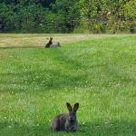 Wild bunnies forage in the lawn near the Homer United Methodist Church on Friday, Aug. 15, 2025, in Homer, Alaska. (Delcenia Cosman/Homer News)