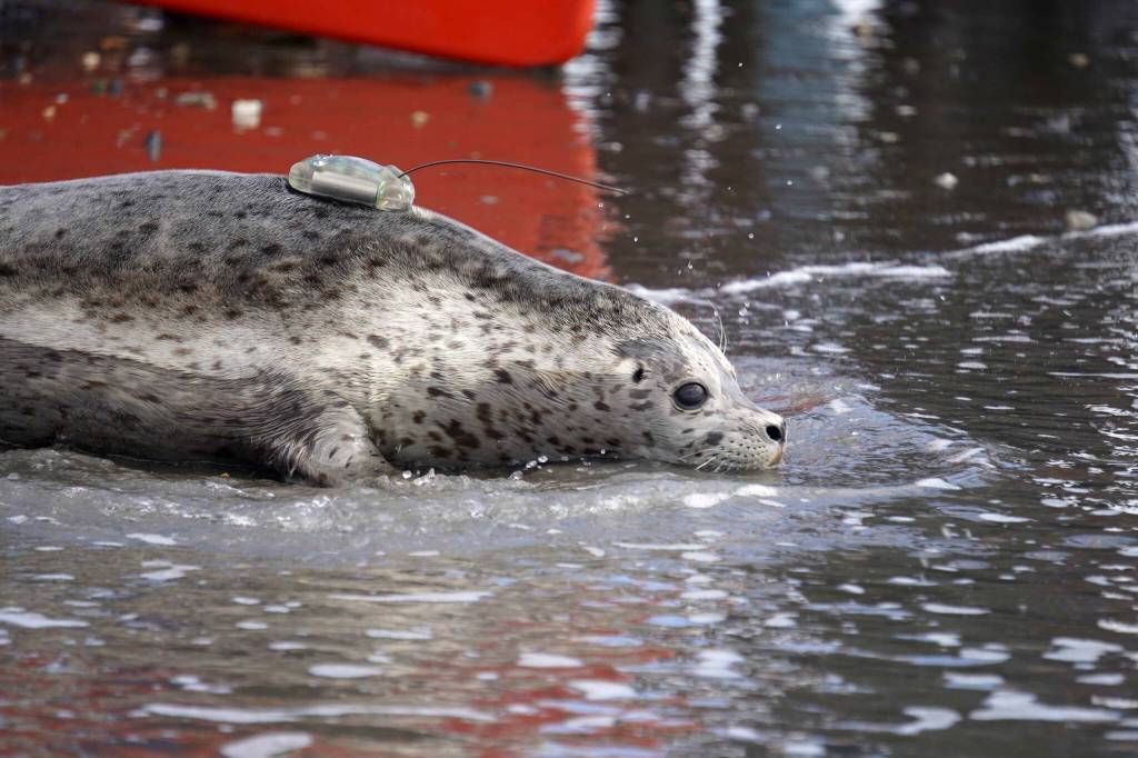 A harbor seal is released into Cook Inlet by the Alaska SeaLife Centers Wildlife Response Program at North Kenai Beach in Kenai, Alaska, on Thursday, Aug. 21, 2025. (Jake Dye/Peninsula Clarion)