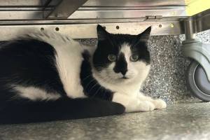 Rainy, 15-year-old female. Photo courtesy of Homer Animal Shelter