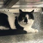 Rainy, 15-year-old female. Photo courtesy of Homer Animal Shelter