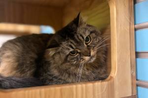 Betty, 6-year-old female. Photo courtesy of Homer Animal Shelter