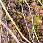 Gooseberries ripen on a thorny bush on Saturday, Sept. 6, 2025, at Jackson Gardens near Soldotna, Alaska. (Delcenia Cosman/Homer News)