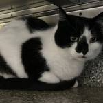 Rainy, 15-year-old female. Photo courtesy of Homer Animal Shelter