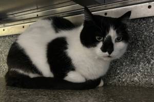 Rainy, 15-year-old female. Photo courtesy of Homer Animal Shelter