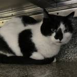 Rainy, 15-year-old female. Photo courtesy of Homer Animal Shelter