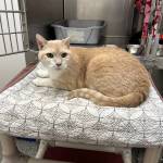 Hunter, 12-year-old male. Photo courtesy of Homer Animal Shelter