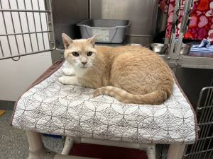 Hunter, 12-year-old male. Photo courtesy of Homer Animal Shelter